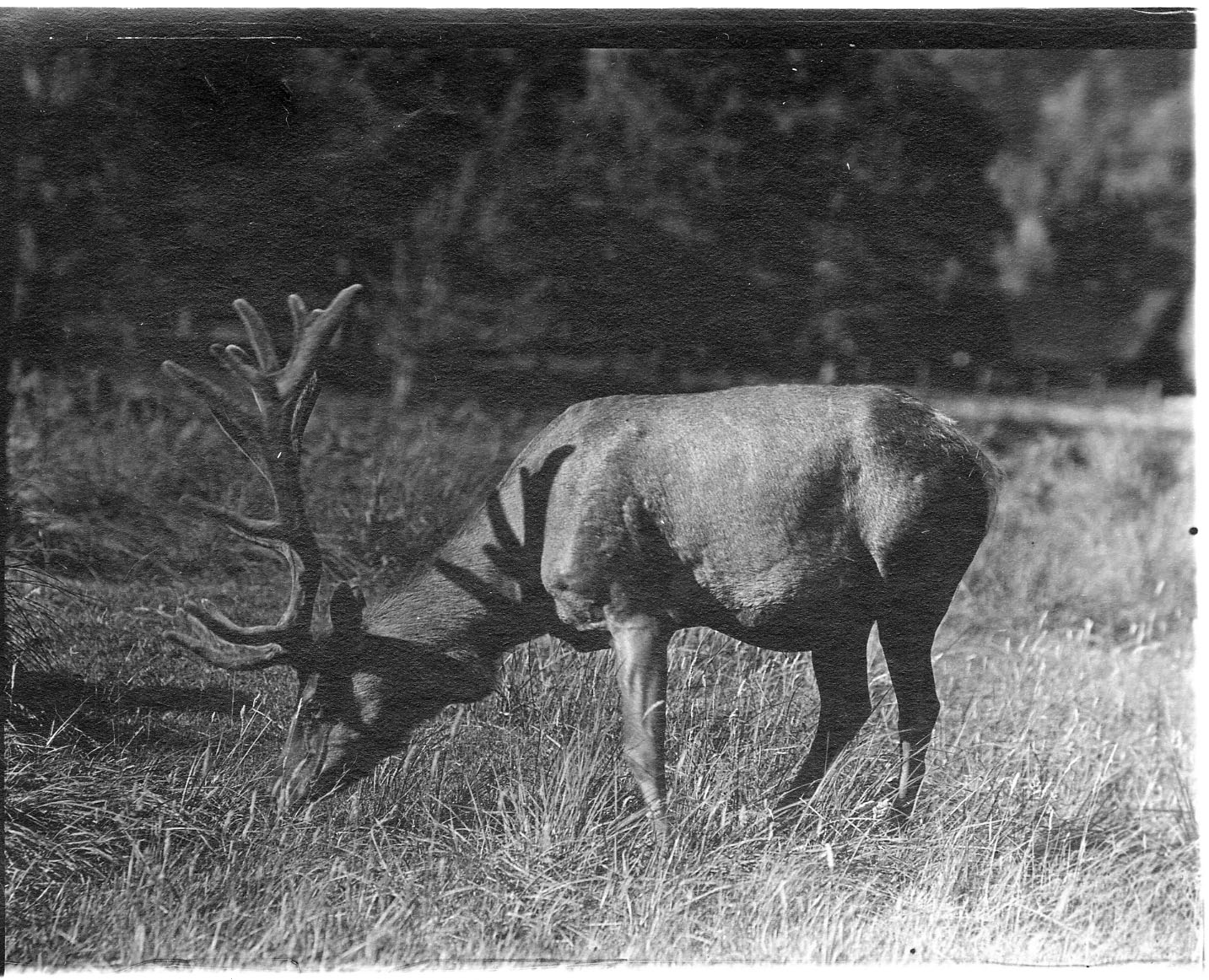 Bull Elk in Meadow