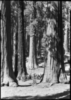 Congressional party in Governor's Group of Big Trees.