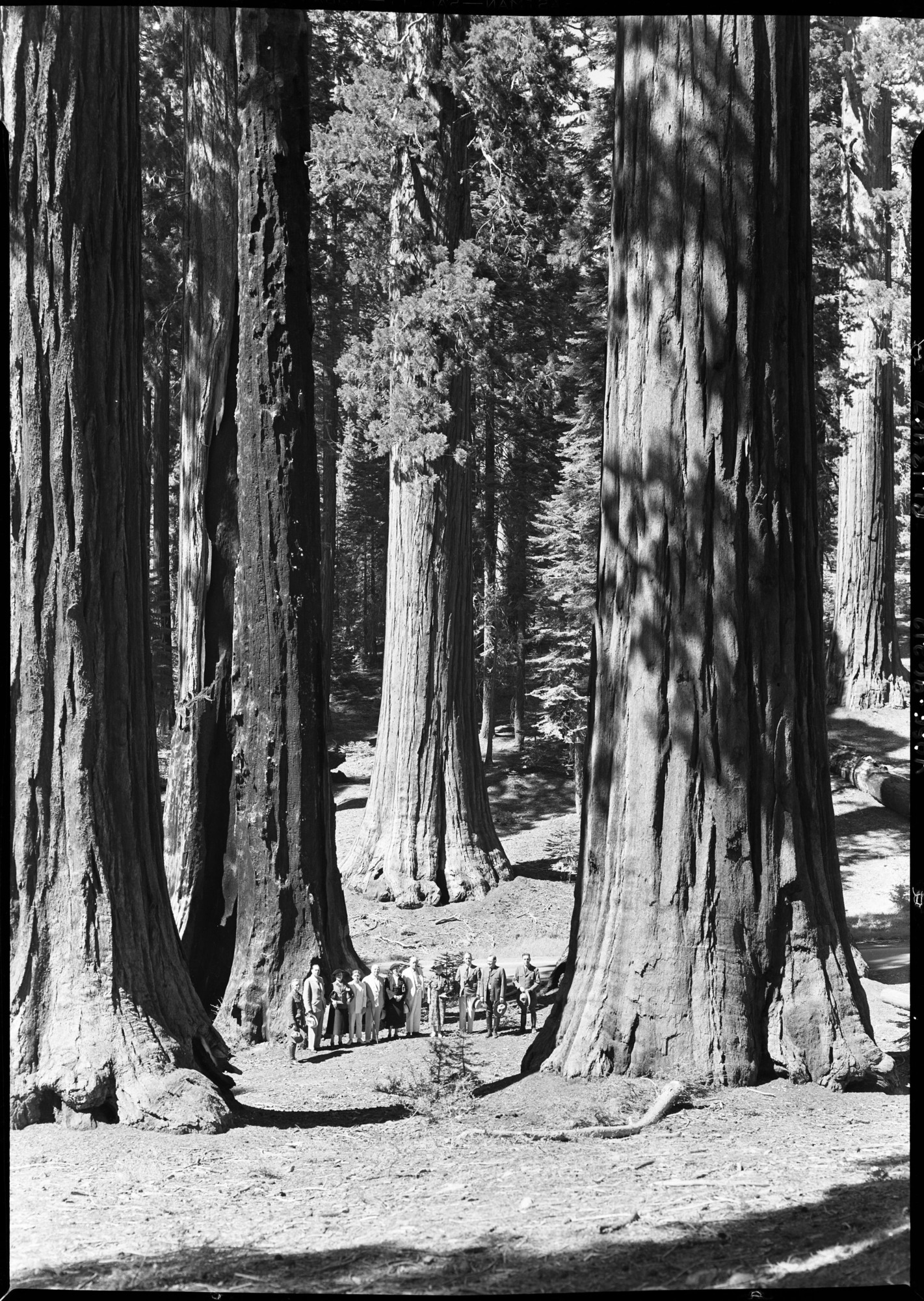 Congressional party in Governor's Group of Big Trees.