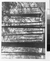 Copy Neg: MD 1986; Fig. 10B from A Preliminary Survey of the Influence of White Man On The Vegetation of the Yosemite Valley by Gibbens. The same view as 10A (RL-16,358) as it appeared in 1943. A small rock has rolled against the larger one since the 1866 photograph was taken.