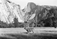 Half Dome with herd of deer.