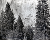 Pine tree on face of cliff. Valley Visitor Center Exhibit 10-8.