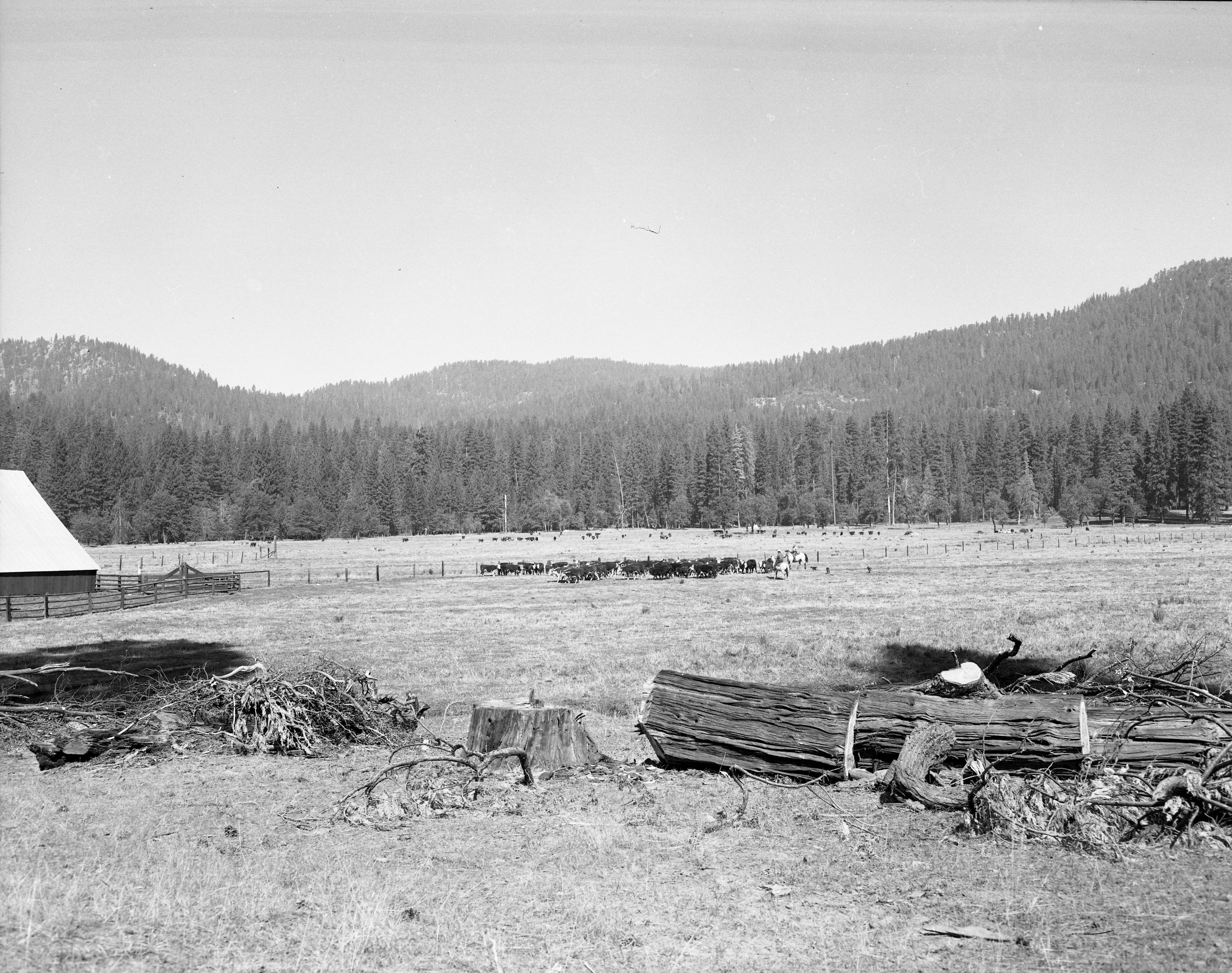 Foresta. Myers cattle & corner of barn. A-4.