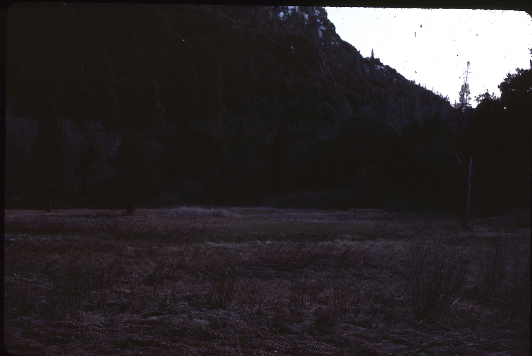 meadow and hill with trees