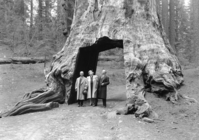 Governor Al Smith in Tunnel Tree.