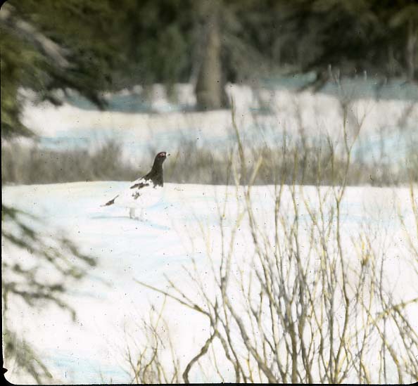 Alaska Ptarmigan male in nuptial plumage