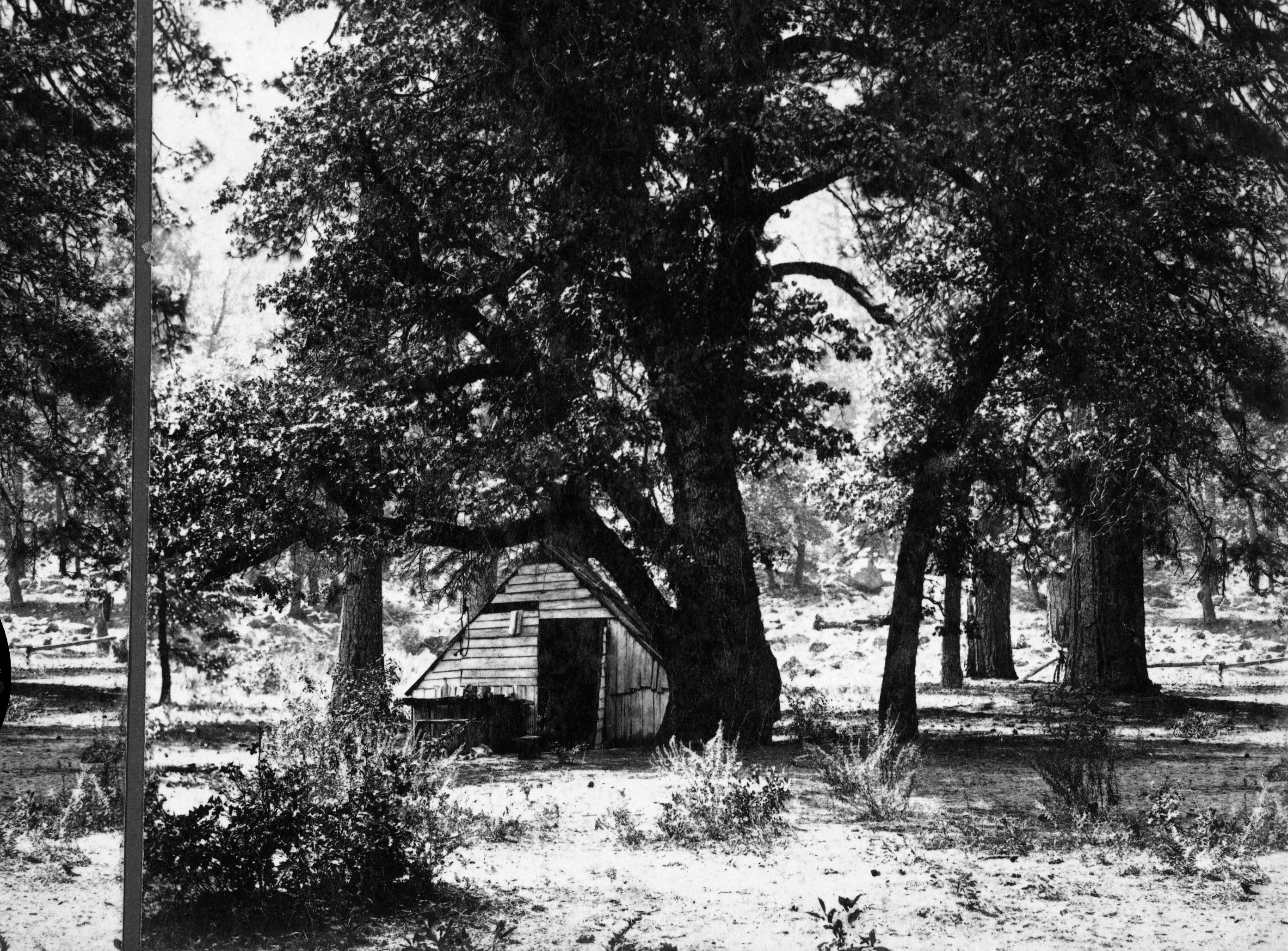 Detail of RL-16,466. Caption: "Cabin in Camp Grove, Yosemite Valley, Mariposa County, Cal. 69." Copy Neg: July 1985 by Michael Dixon