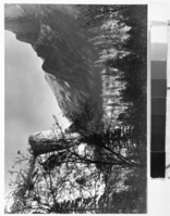 Copy Neg: MD 1986; Figure 11B from A Preliminary Survey of the Influence of White Man On The Vegetation of the Yosemite Valley by Gibbens. The same view shown in Fig. 11A as it appeared in 1943. The black oaks have been overtopped by post-white man ponderosa pine and incense cedar. Foreground trees are beginning to block the view.