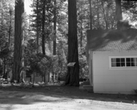 Foresta. Houseman #2. D-4.