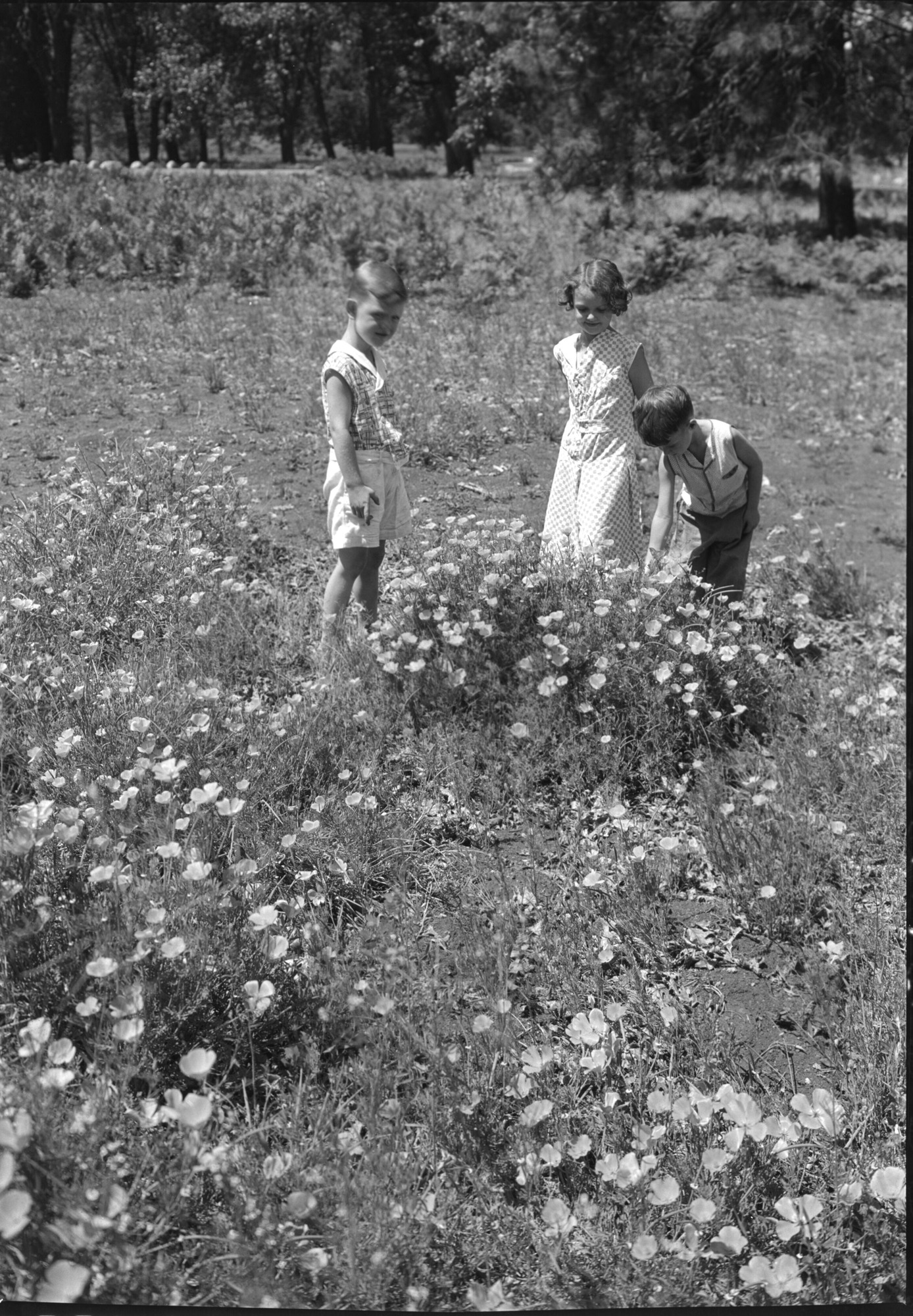 In the Poppies