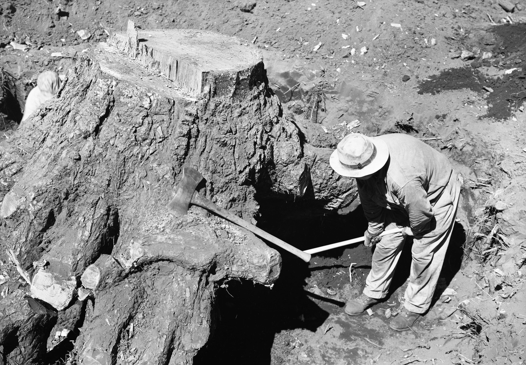 Digging out stumps for construction of apartment building for Y. P. & C. Co.