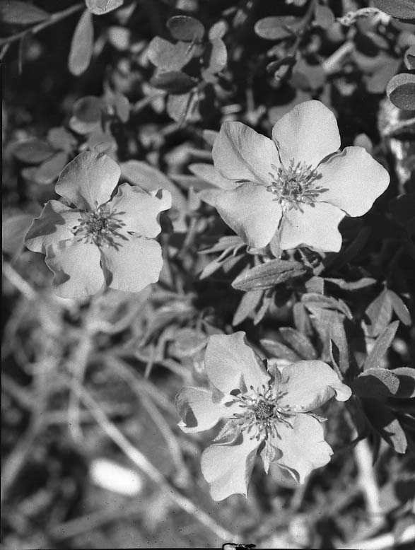 McKinley National Park