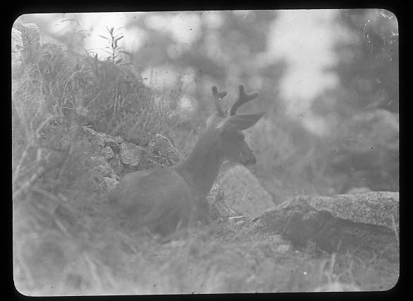 Mule Deer