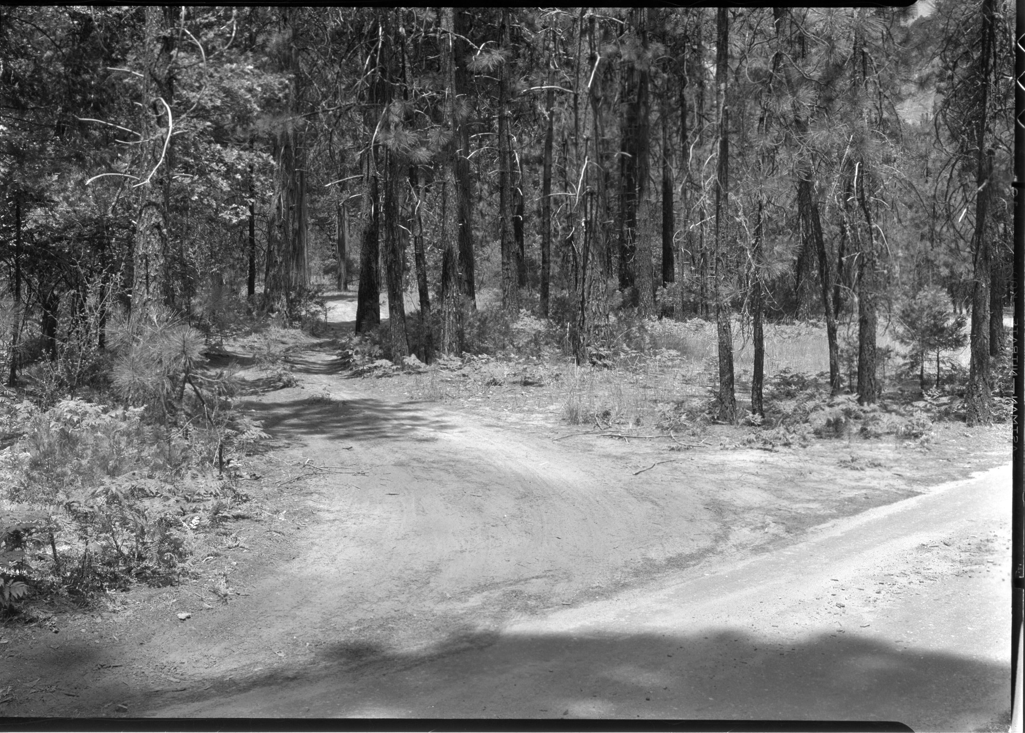 Road to be Obliterated near El Capitan Beach