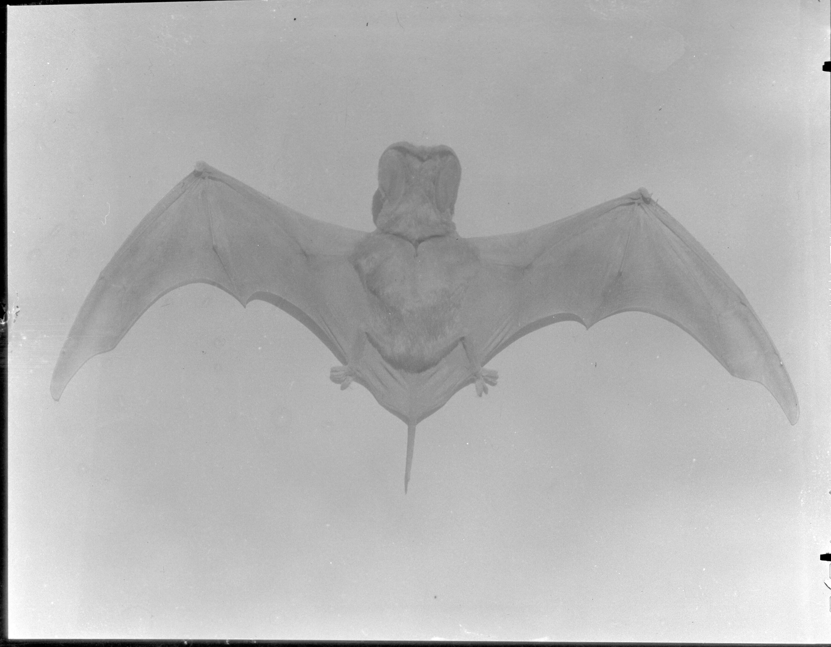 Mexican Free-Tailed Bat