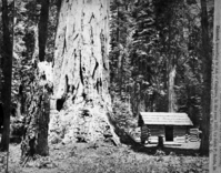 Detail of RL-16,482. Caption: "1279. Big Tree (75 ft. circum.) Mariposa Grove, Mariposa Co., Cal." Copy Neg: July 1985 by Michael Dixon.