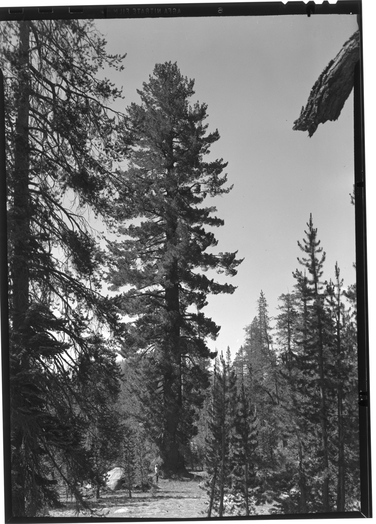 Western White Pine Near Tioga Road