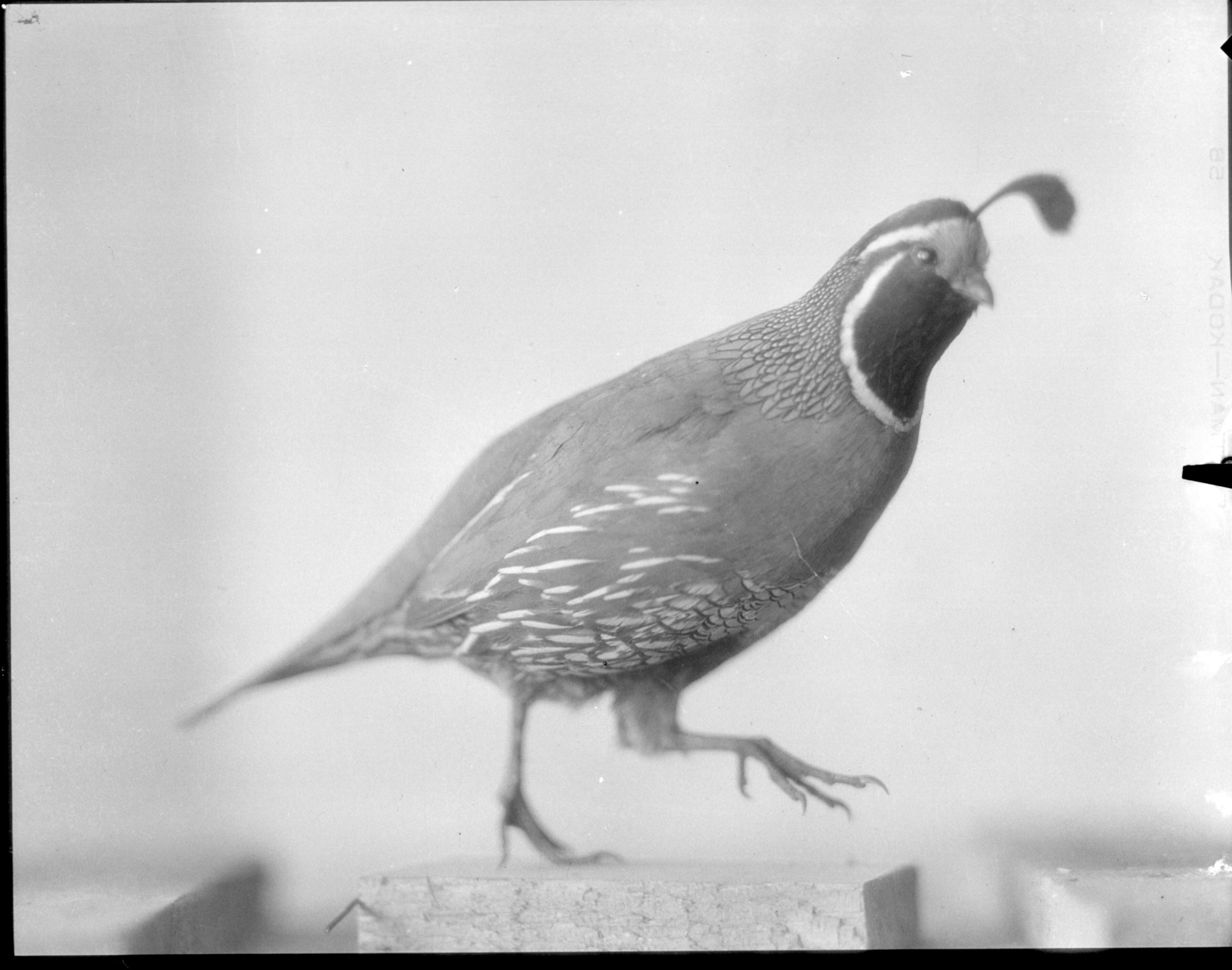 California Valley Quail