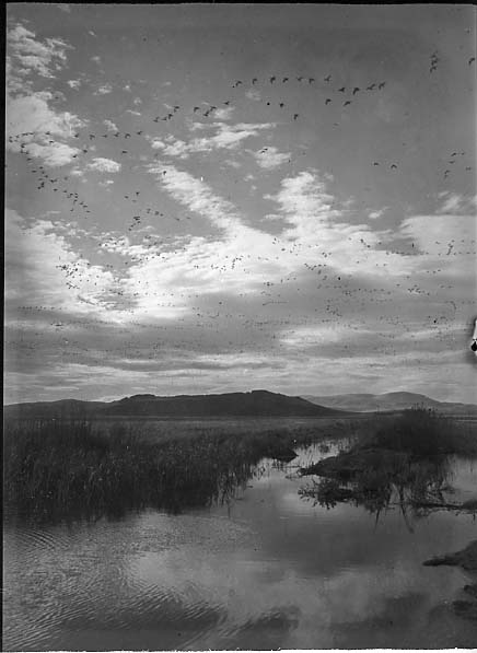flock of birds with mountain