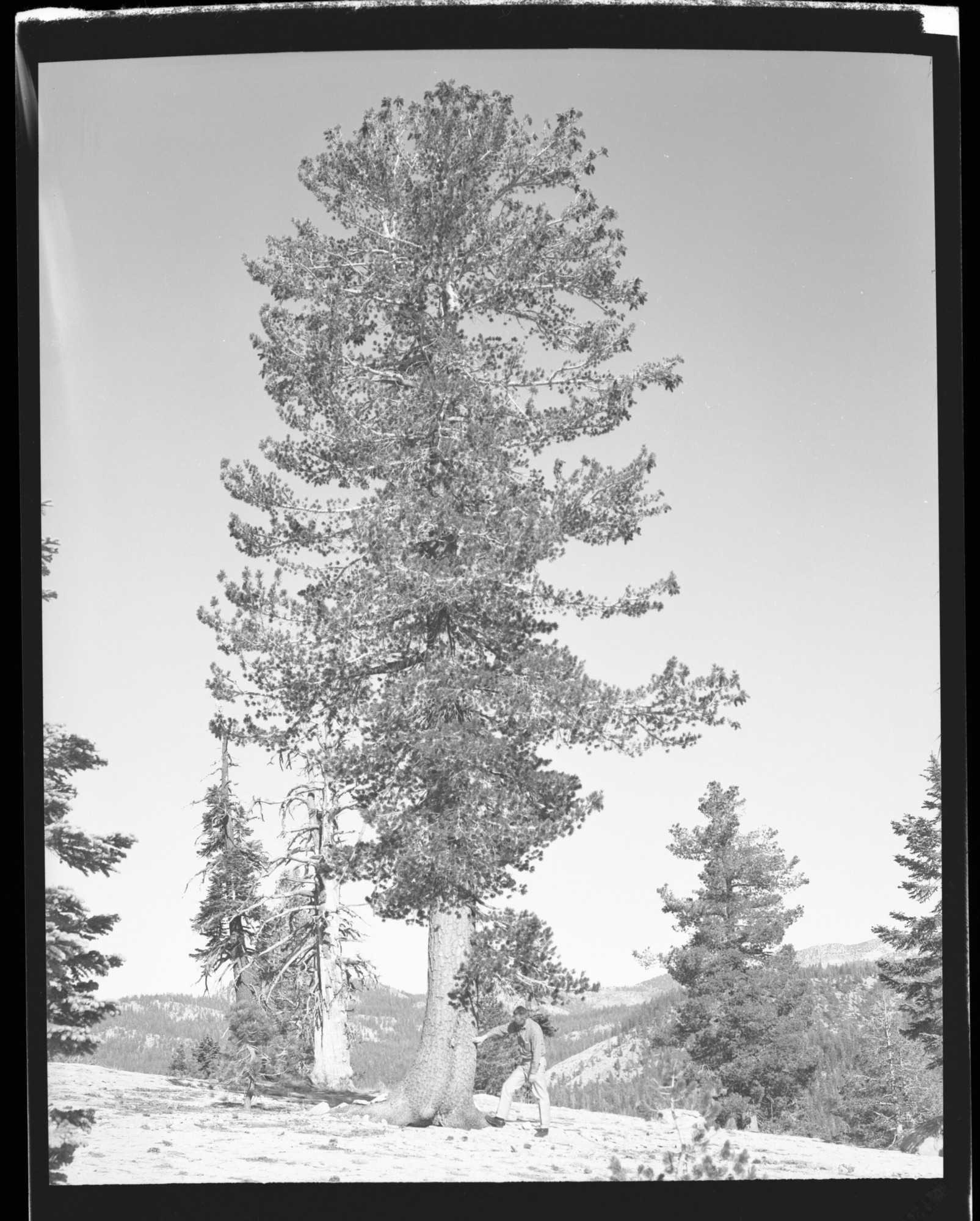 Western White Pine