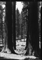 President Franklin D. Roosevelt in Mariposa Grove of Big Trees.