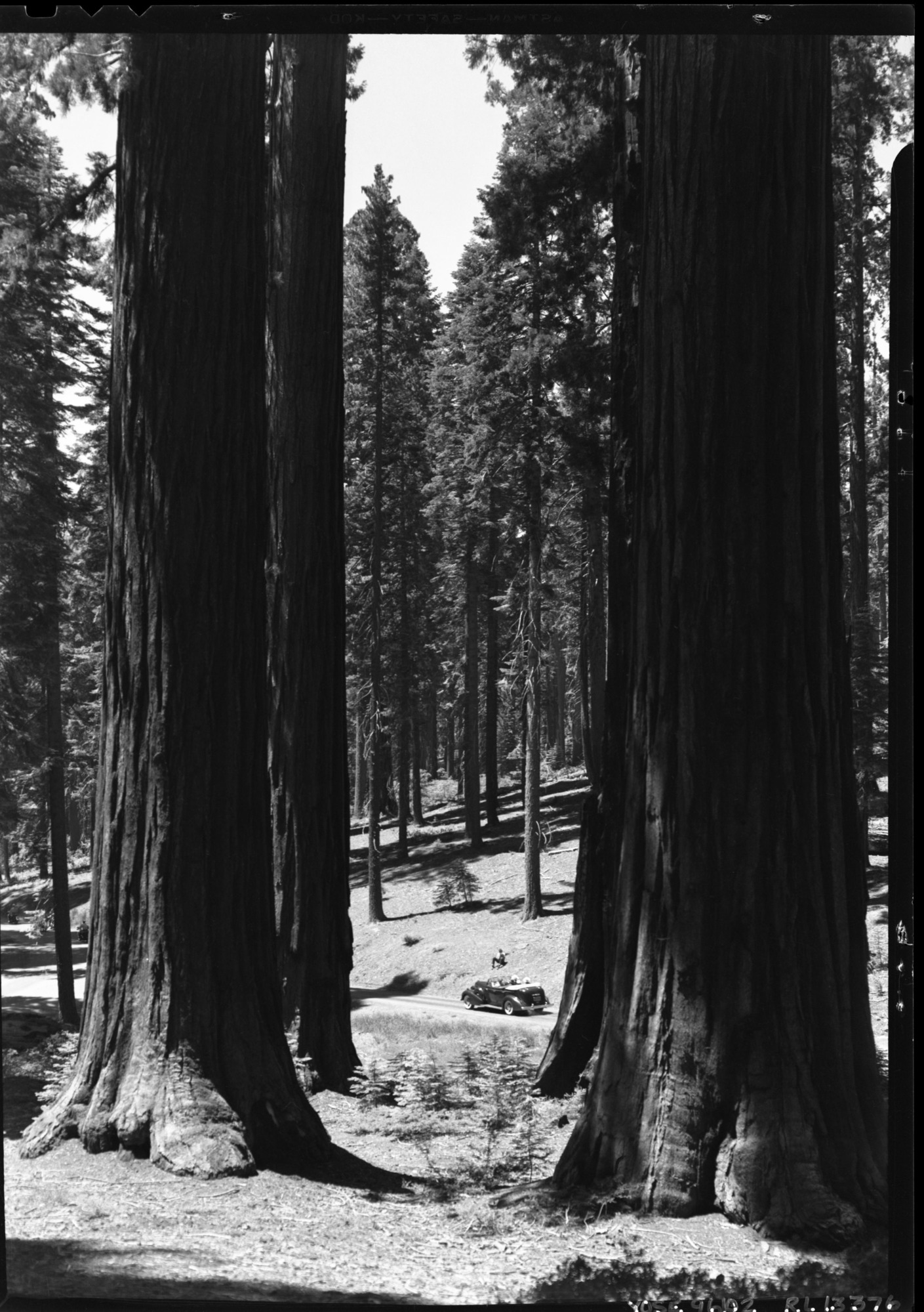 President Franklin D. Roosevelt in Mariposa Grove of Big Trees.