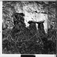 Acorn granaries, "chuck-ah", Yosemite Valley. Copied from an 1868 or 1872 stereograph.