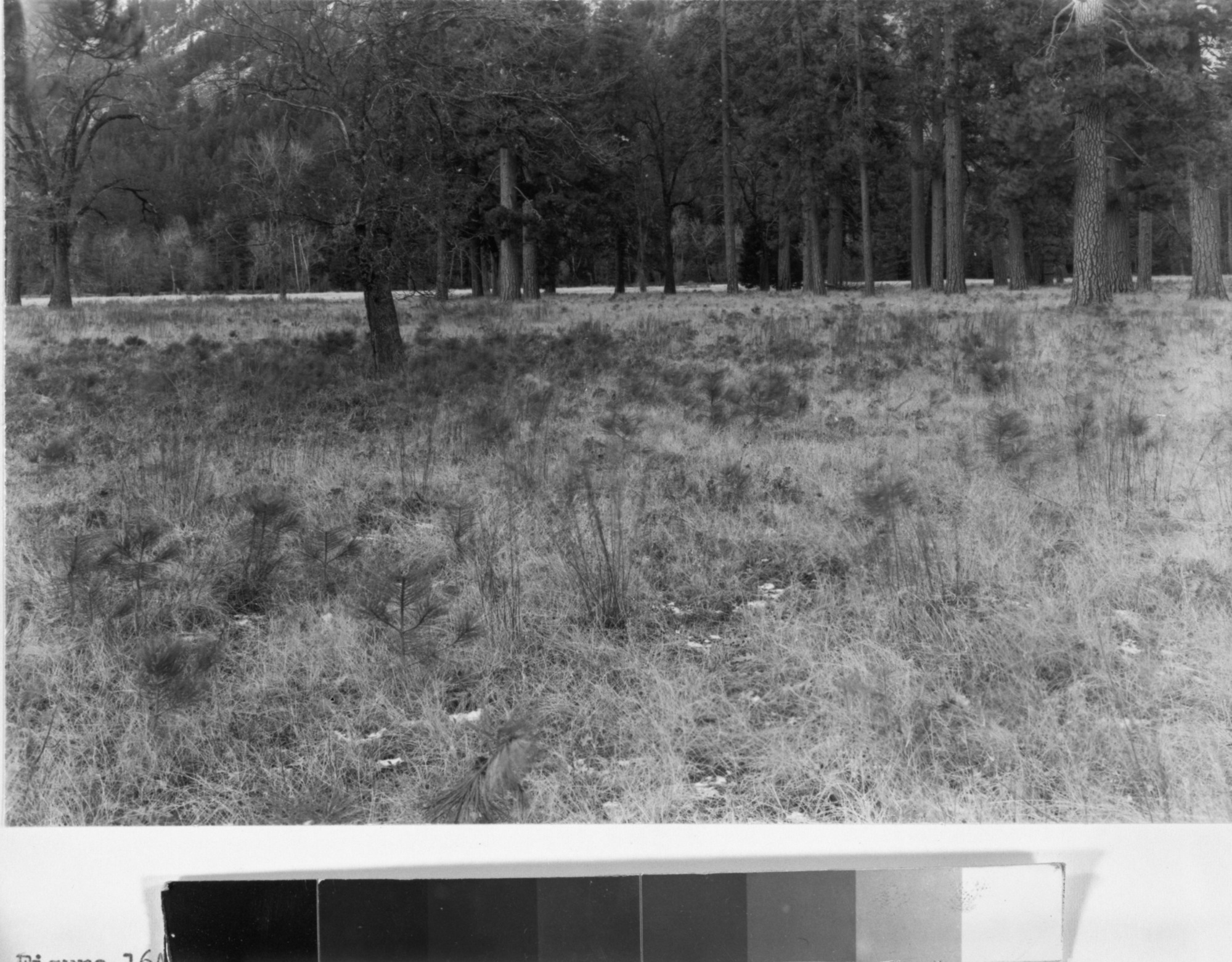 Copy Neg: MD 1986; Figure 16A from A Preliminary Survey of the Influence of White Man On The Vegetation of the Yosemite Valley by Gibbens. A view of the woodland in El Captain Meadow in 1943. Young ponderosa pines are abundant.