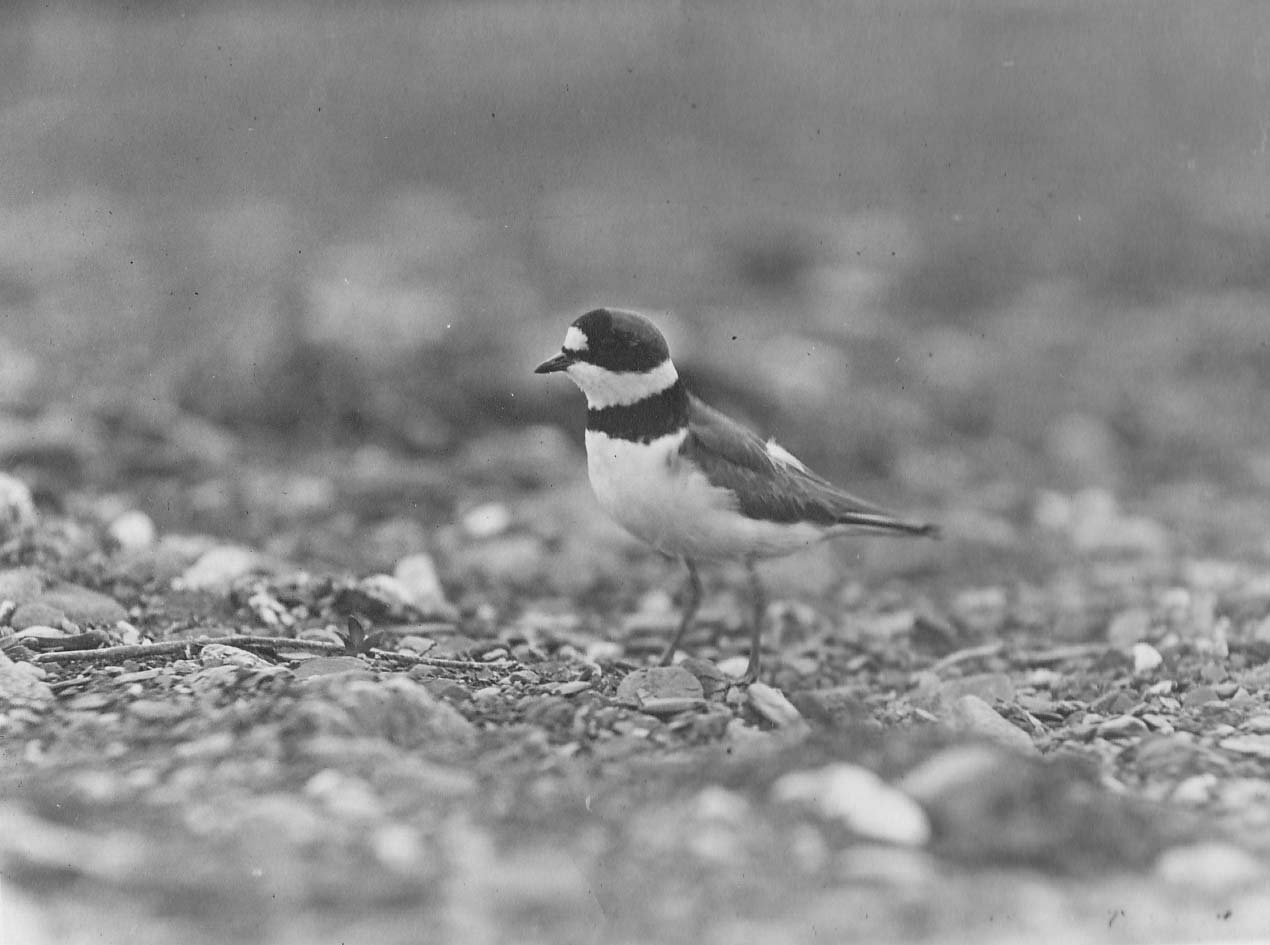 semipalmated plover