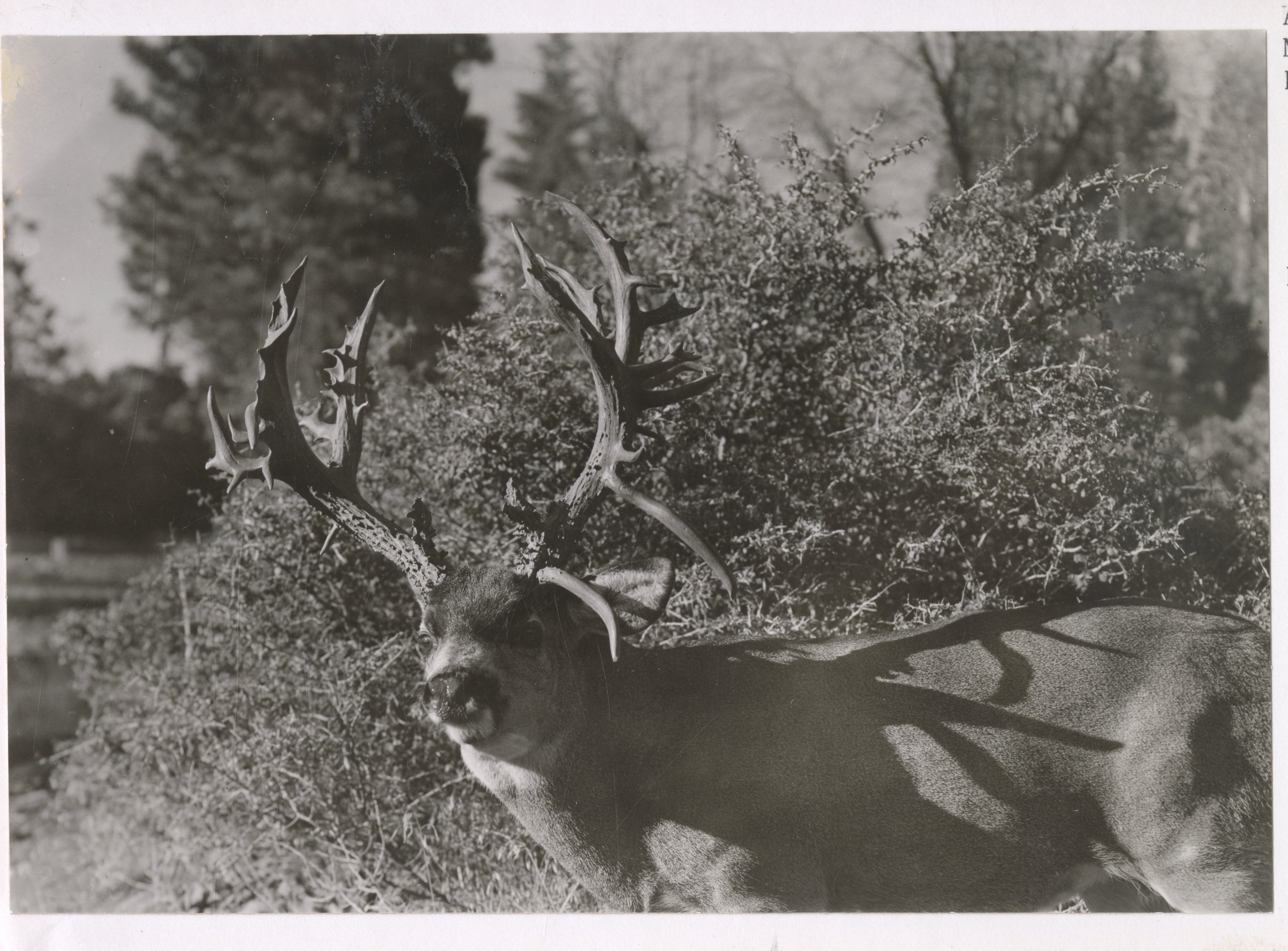 Deer with freak antlers