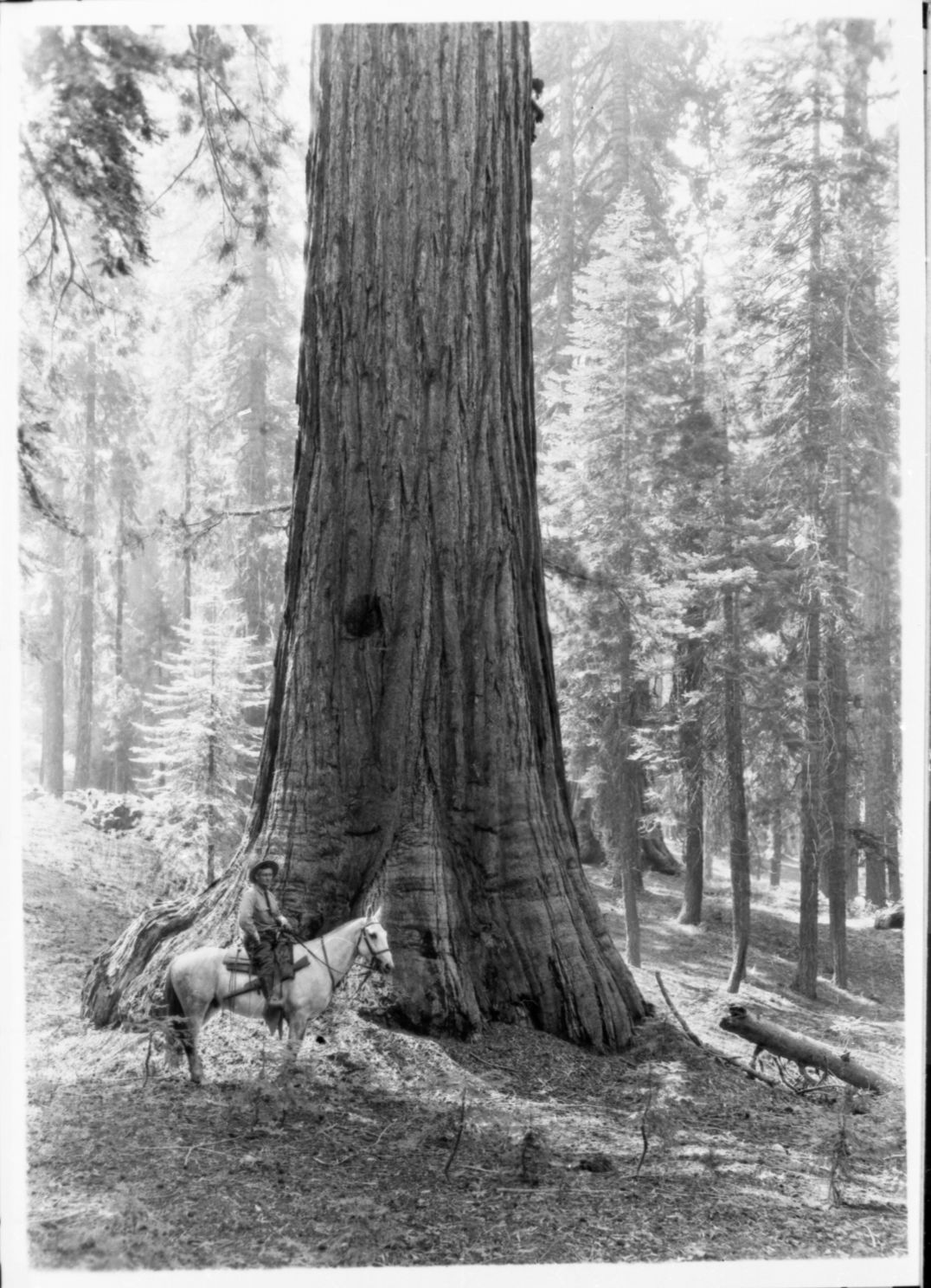 Charlie Adair on "White Rock" about 1922.  copied by J. Ernest, copied 1983