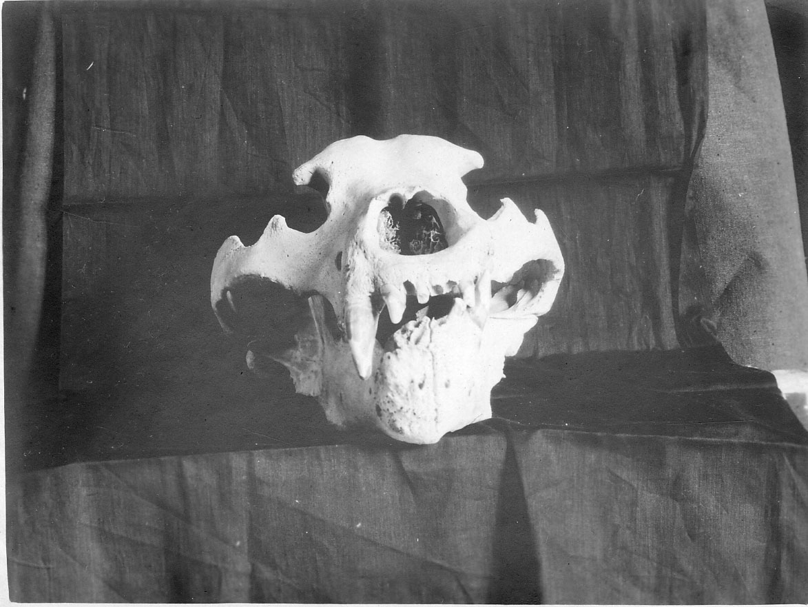 Skull