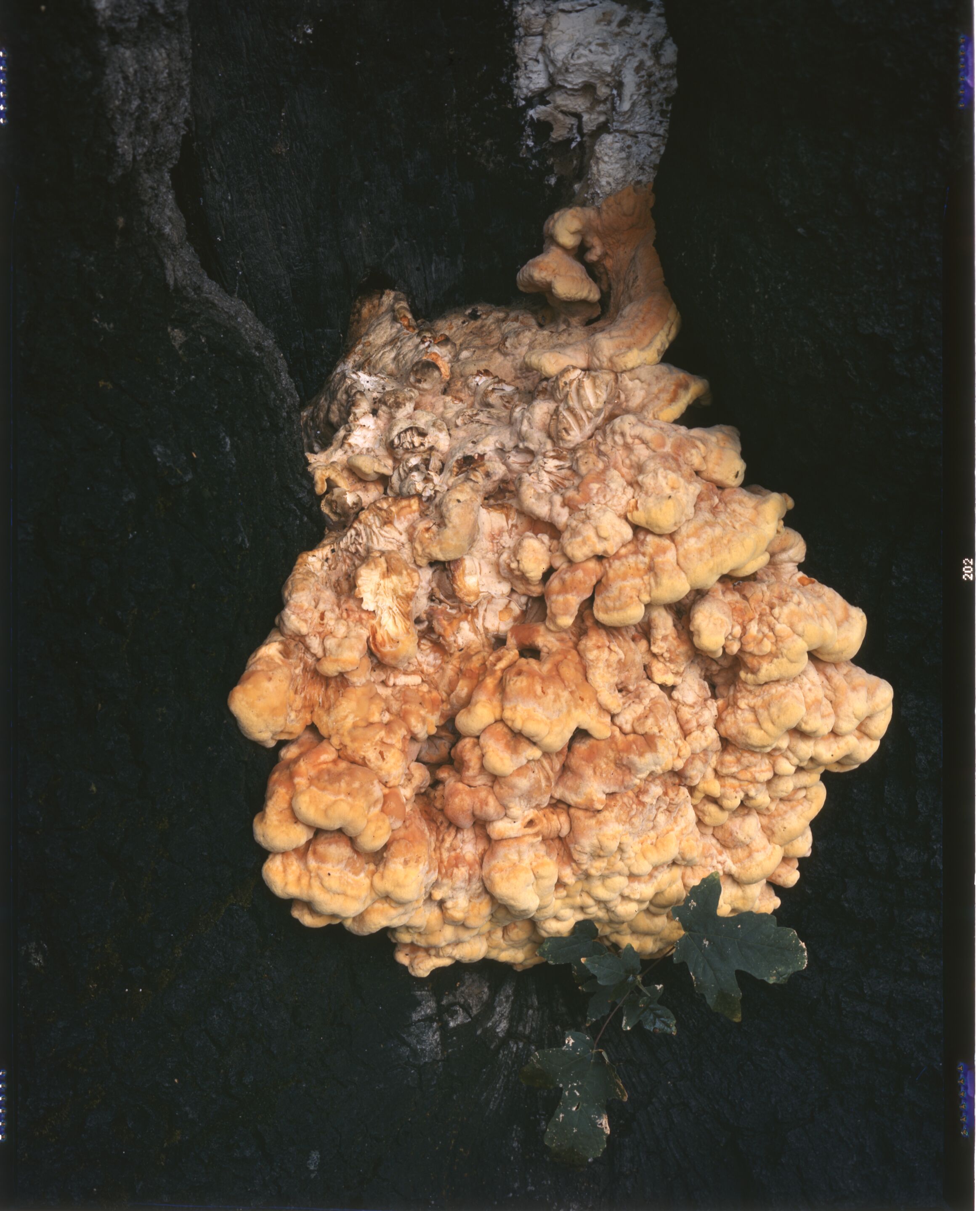 Sulpher fungus.