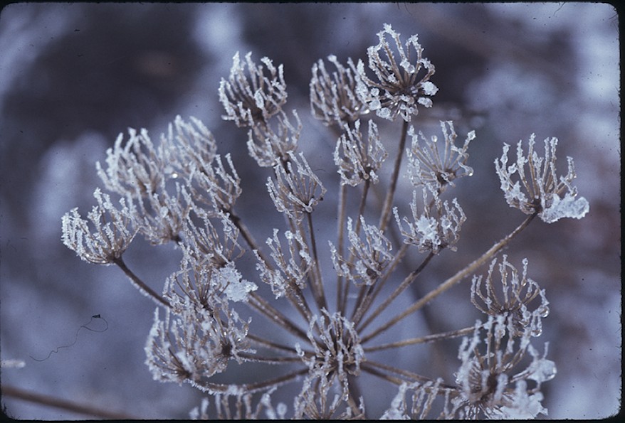 Frost on Cow Parsley