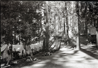 Copy Neg: Leroy Radanovich, November 2001. Yosemite Lumber Co. - Camp 15. Museum Collections Cat. No: YOSE 81670