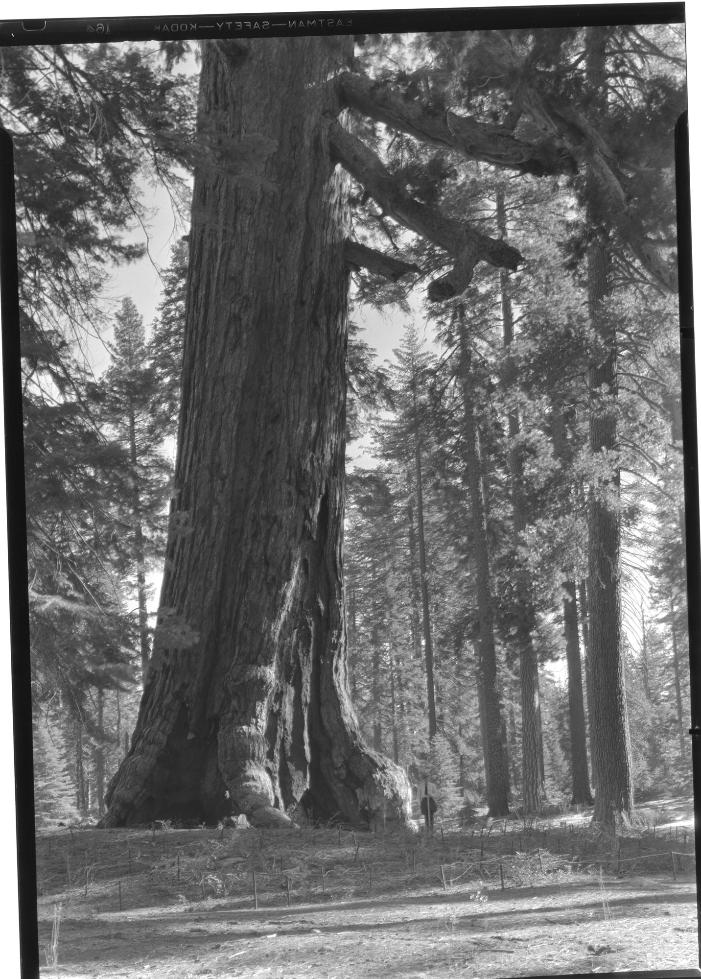 Trunk of Grizzly Giant