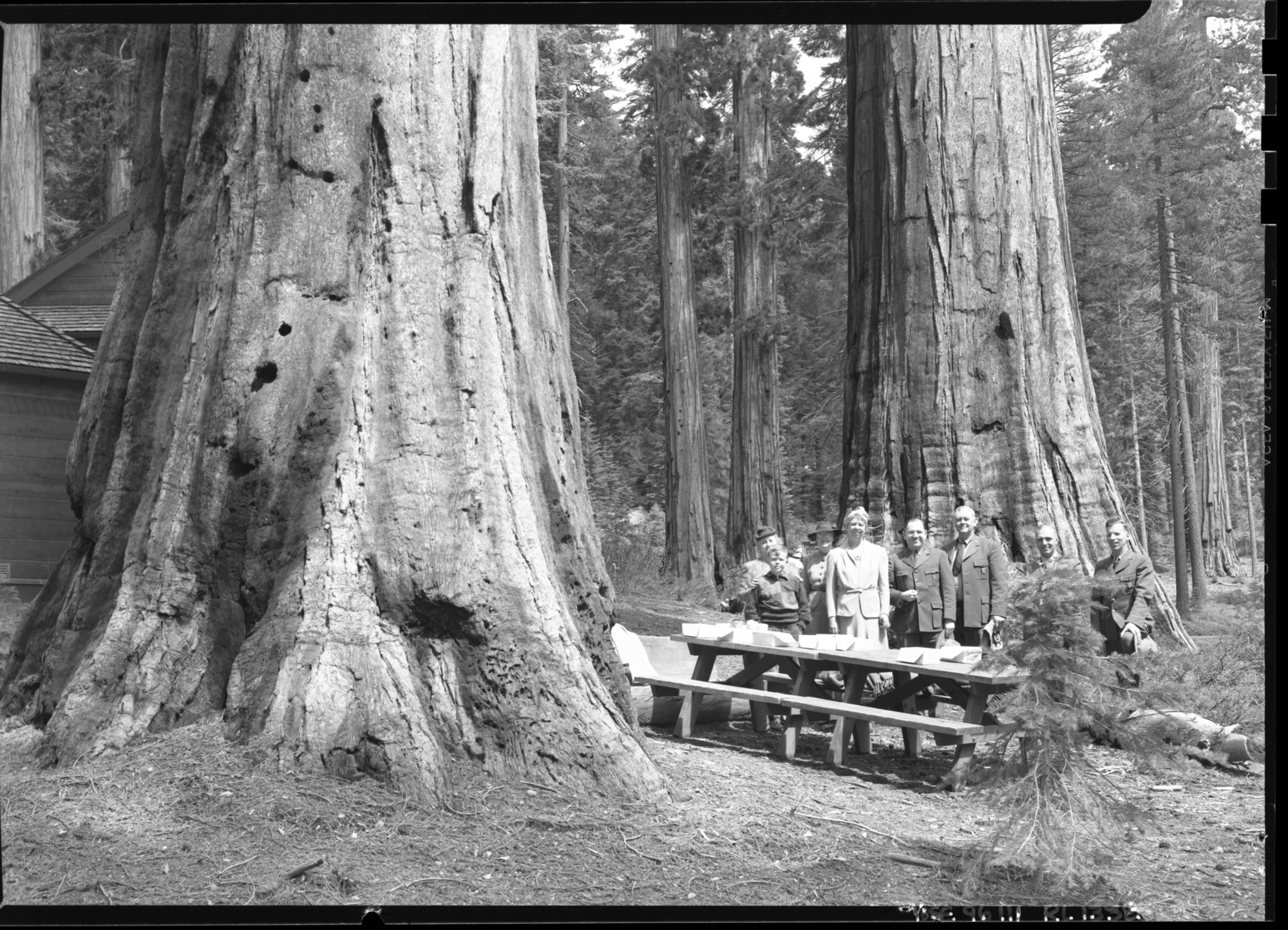 Mrs. Roosevelt in Big Trees.