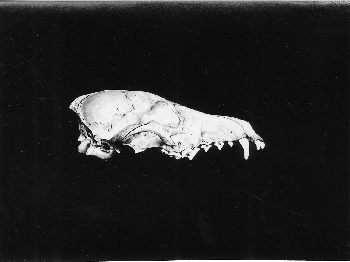 Skull