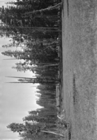 Private Lands Study. Timothy Carlin land: View of "Upper McSwain Meadows" in the westerly half of the southerly eighty acres; the meadow is swampy; lodge-pole pine.