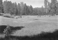 McGurk Meadow looking west from a clump of trees.