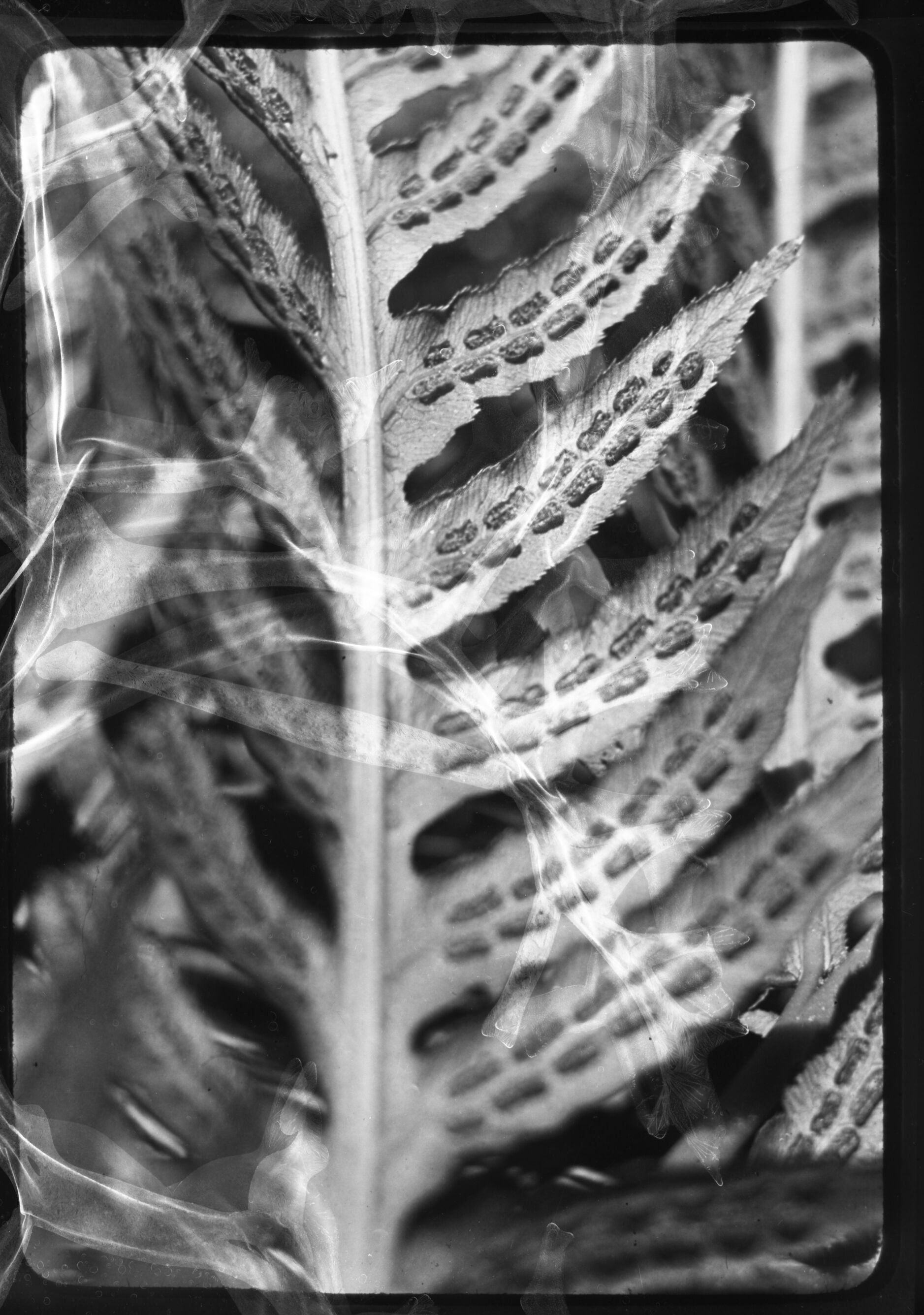 Woodwardia Fimbriata