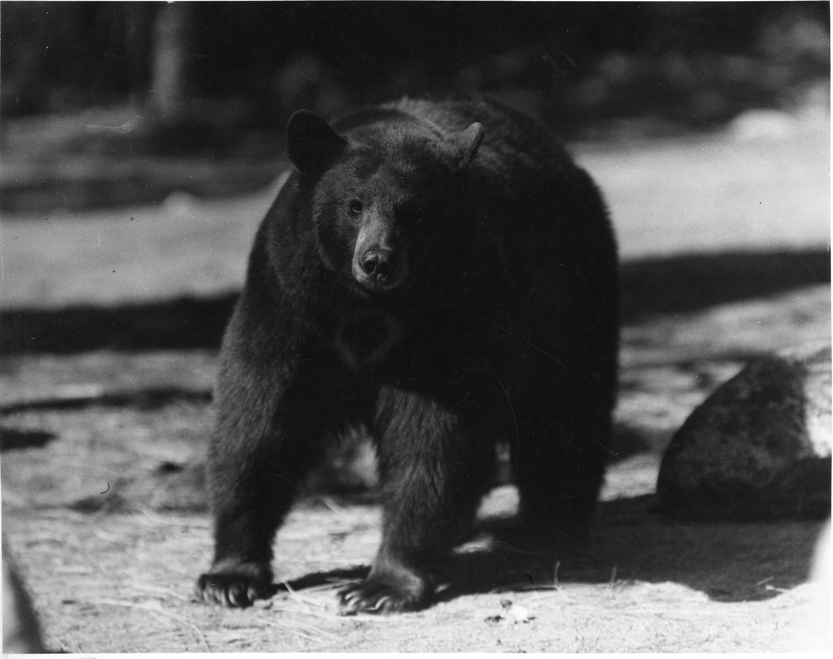 Yosemite National Park