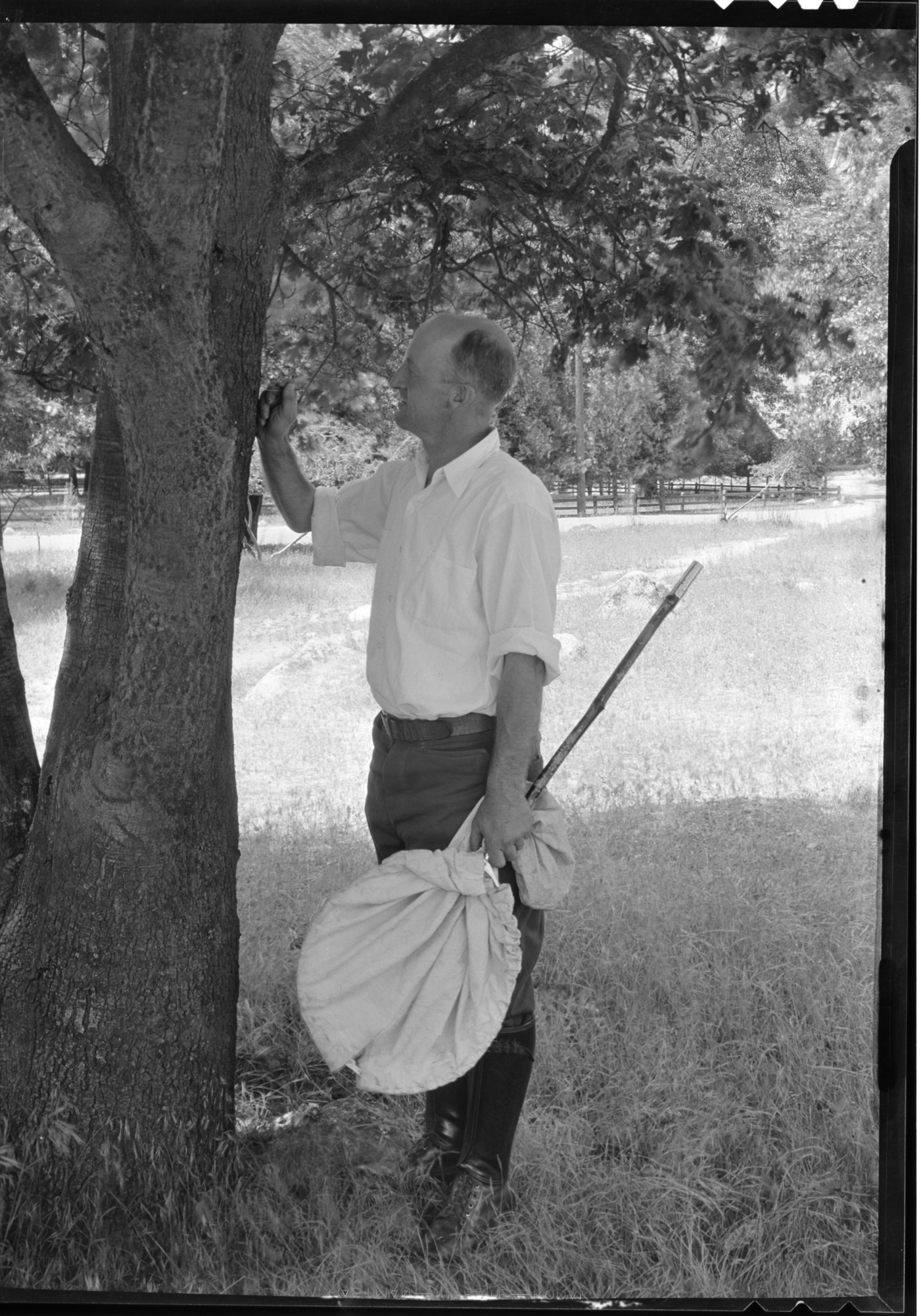 Prof. Essig at tree, rear of museum. Instructor for the Yosemite Field School.