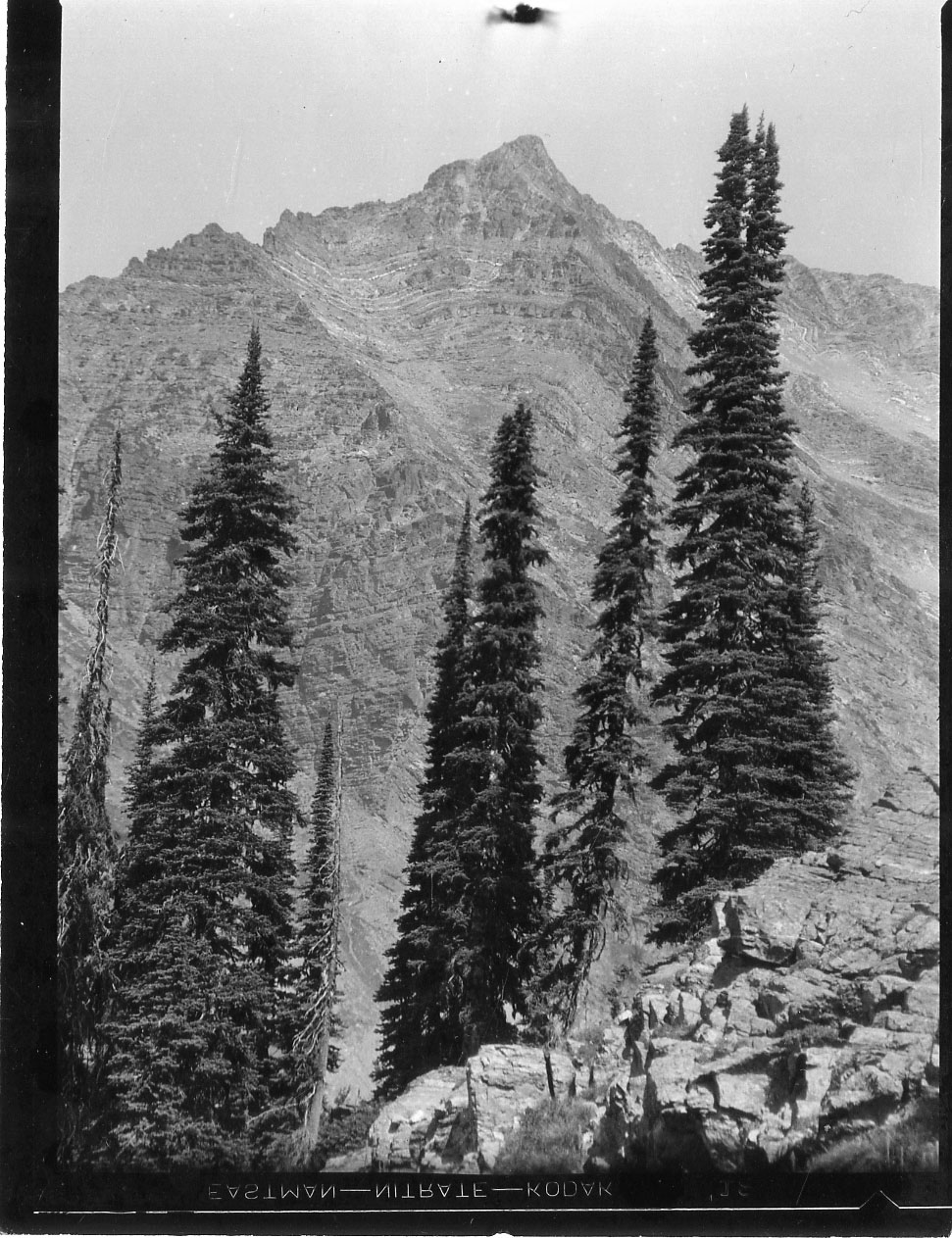 Large Peak surrounded by tall trees in the foreground