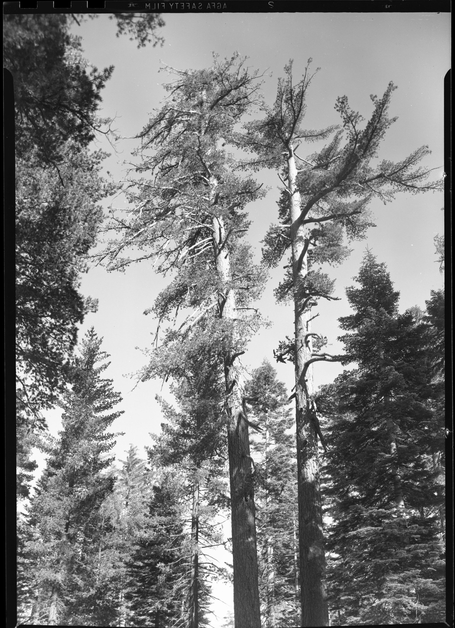 Sugar Pine Near Crane Flat