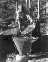 Tabuce, Maggie Howard filling chucka with acorns.