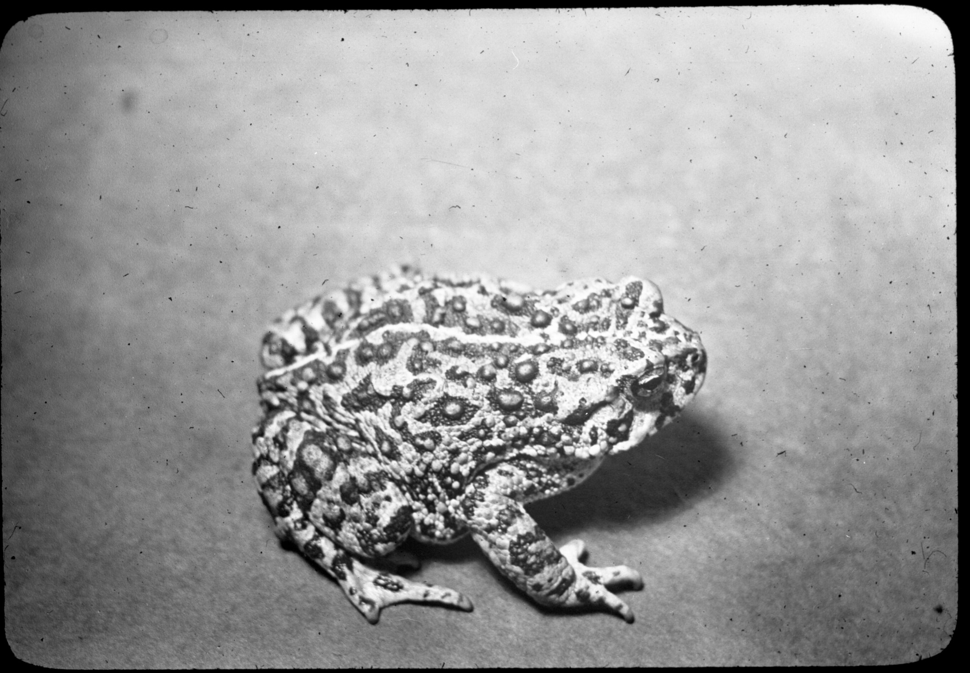 Reptiles and amphibians