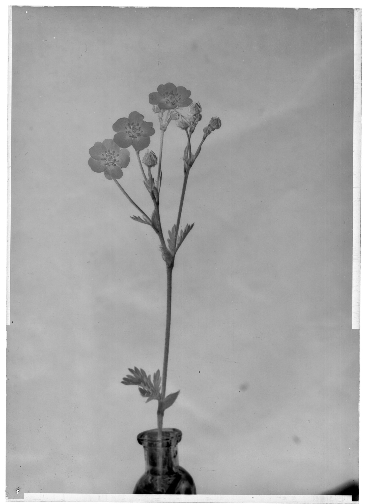 Yellow Potentilla. (P. gracilis.) (b.b.) Tuol. Meadows.
