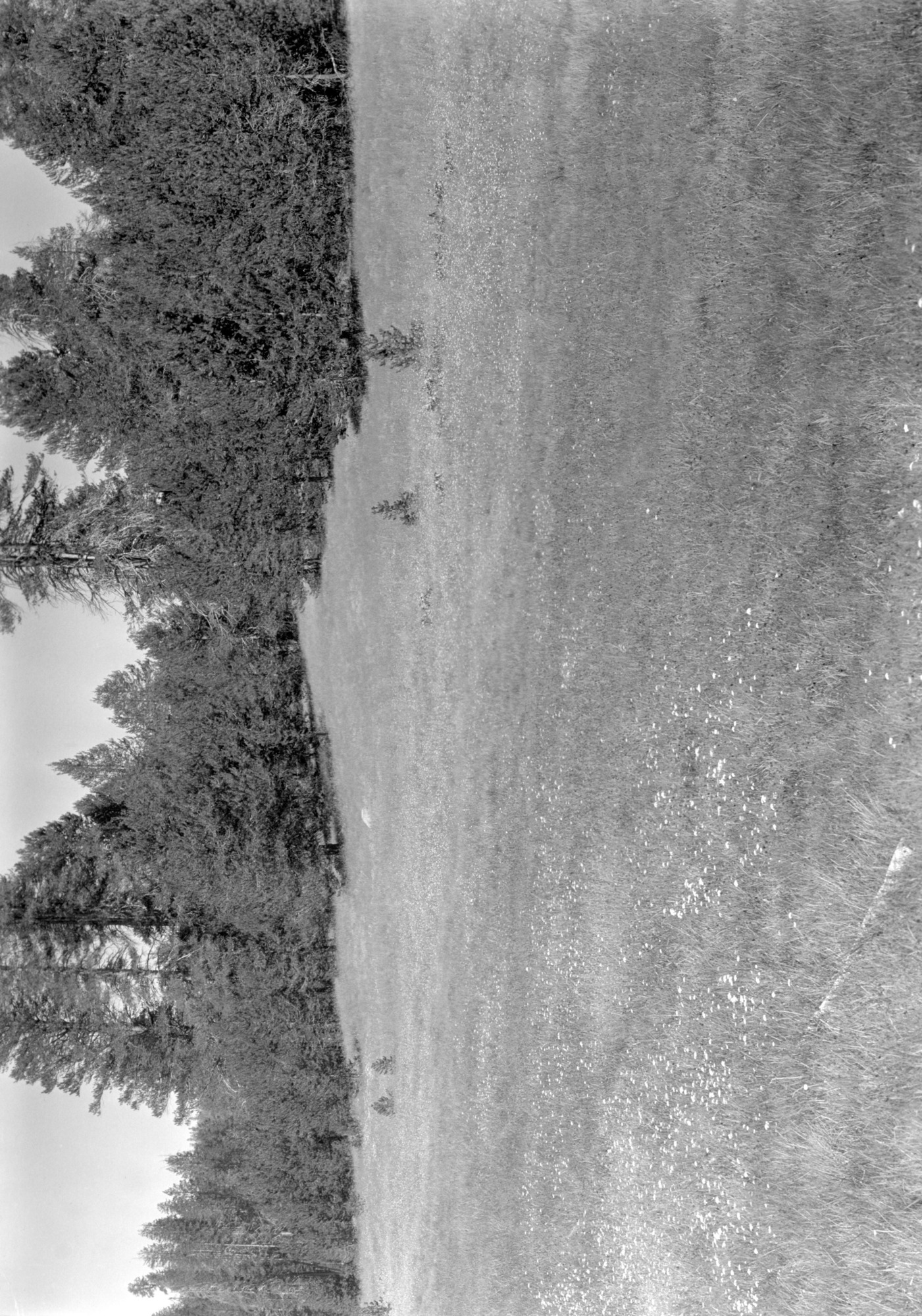 McGurk Meadow, looking northwest from bridge.