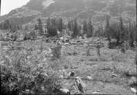 Schelite mineral claim near Dorothy Lake.
